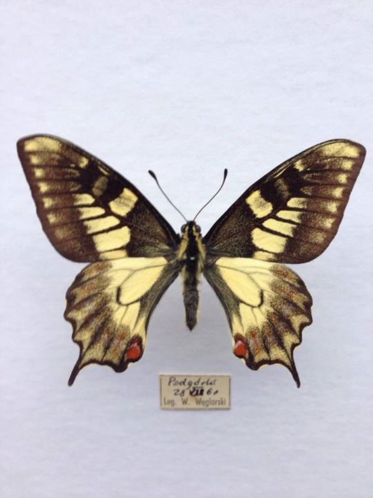 Papilio machaon brittannicus (aberrant) 2 (Internet Image property of respective owner, non-commercial use only)